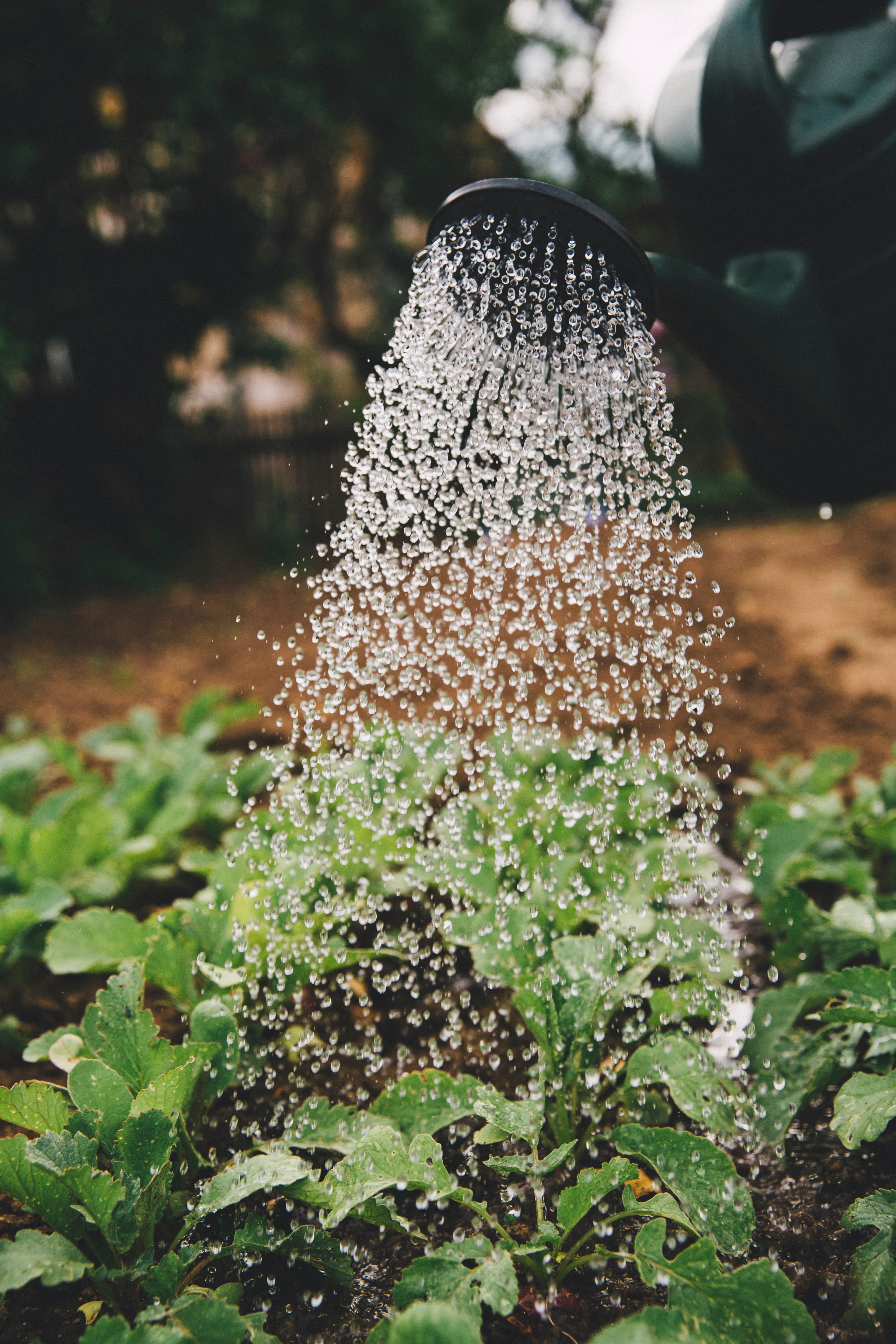 plants being irrigated